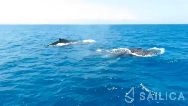 Leopard 48 - Yacht Charter Sailica
